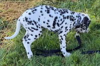 Levi, a male Dalmatian for sale in Sturgis, MI – 10 of 10