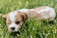 Hope , a female Cavalier King Charles Spaniel for sale in Sturgis, MI – 4 of 8