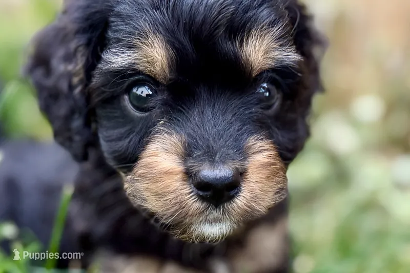 Forest – Cavalier King Charles Spaniel, Poodle - Miniature  puppy for sale in Sturgis, MI