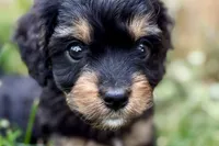 Forest, a male Cavalier King Charles Spaniel and Poodle - Miniature  for sale in Sturgis, MI – 1 of 10