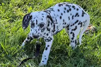 Levi, a male Dalmatian for sale in Sturgis, MI – 7 of 10