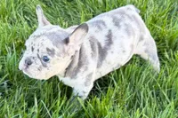 Jelly , a female Frenchton for sale in Sturgis, MI – 3 of 10