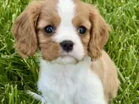 Rusty, a male Cavalier King Charles Spaniel for sale in Sturgis, MI – 7 of 9