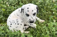 Lavida , a female Dalmatian for sale in Sturgis, MI – 8 of 10