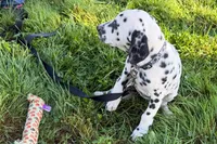 Lavida , a female Dalmatian for sale in Sturgis, MI – 8 of 10