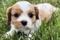 Huggie, a female Cavalier King Charles Spaniel for sale in Sturgis, MI – 8 of 9