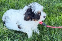 North, a male Cavapoo for sale in Sturgis, MI – 2 of 10