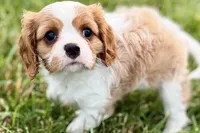 Valor, a female Cavalier King Charles Spaniel for sale in Sturgis, MI – 7 of 10