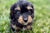 Forest, a male Cavalier King Charles Spaniel and Poodle - Miniature  for sale in Sturgis, MI – 4 of 10