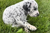 Lavon, a male Dalmatian for sale in Sturgis, MI – 9 of 9