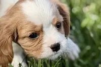 Rocky, a male Cavalier King Charles Spaniel for sale in Sturgis, MI – 2 of 10