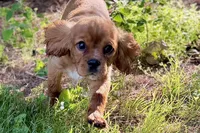 Mars, a male Cavalier King Charles Spaniel for sale in Sturgis, MI – 5 of 10