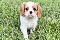 Violet, a female Cavalier King Charles Spaniel for sale in Sturgis, MI – 7 of 10