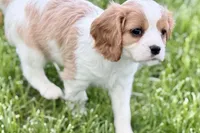 Remy, a male Cavalier King Charles Spaniel for sale in Sturgis, MI – 3 of 10