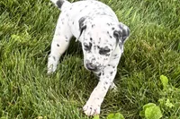 Larry, a male Dalmatian for sale in Sturgis, MI – 2 of 10