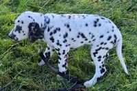 Lavida , a female Dalmatian for sale in Sturgis, MI – 5 of 10