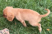 Sterling, a male Cavalier King Charles Spaniel for sale in Sturgis, MI – 7 of 9