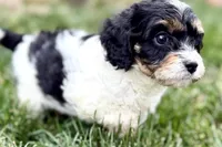 Frankie, a male Cavalier King Charles Spaniel and Poodle - Miniature  for sale in Sturgis, MI – 6 of 10