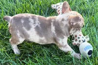 Jake, a male Frenchton for sale in Sturgis, MI – 5 of 10