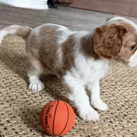 Otis, a male Cavalier King Charles Spaniel for sale in Sturgis, MI – Photo 6 of 10