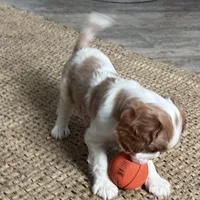 Otis, a male Cavalier King Charles Spaniel for sale in Sturgis, MI – Photo 2 of 10