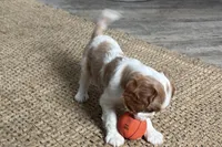 Otis, a male Cavalier King Charles Spaniel for sale in Sturgis, MI – Photo 2 of 10