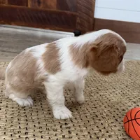 Otis, a male Cavalier King Charles Spaniel for sale in Sturgis, MI – Photo 10 of 10