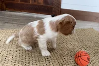 Otis, a male Cavalier King Charles Spaniel for sale in Sturgis, MI – Photo 10 of 10