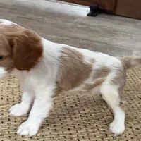 Otis, a male Cavalier King Charles Spaniel for sale in Sturgis, MI – Photo 7 of 10