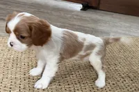 Otis, a male Cavalier King Charles Spaniel for sale in Sturgis, MI – Photo 7 of 10