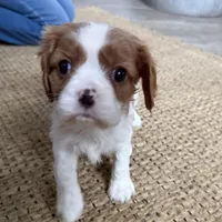 Otis, a male Cavalier King Charles Spaniel for sale in Sturgis, MI – Photo 3 of 10