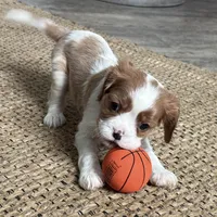Otis, a male Cavalier King Charles Spaniel for sale in Sturgis, MI – Photo 5 of 10