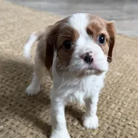 Otis, a male Cavalier King Charles Spaniel for sale in Sturgis, MI – Photo 9 of 10