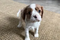 Otis, a male Cavalier King Charles Spaniel for sale in Sturgis, MI – Photo 9 of 10