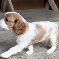 Otis, a male Cavalier King Charles Spaniel for sale in Sturgis, MI – Photo 4 of 10