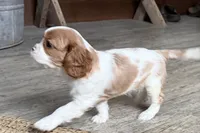 Otis, a male Cavalier King Charles Spaniel for sale in Sturgis, MI – Photo 4 of 10