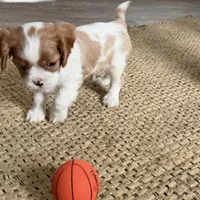 Otis, a male Cavalier King Charles Spaniel for sale in Sturgis, MI – Photo 1 of 10