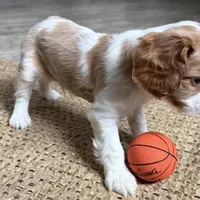 Otis, a male Cavalier King Charles Spaniel for sale in Sturgis, MI – Photo 8 of 10