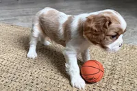 Otis, a male Cavalier King Charles Spaniel for sale in Sturgis, MI – Photo 8 of 10