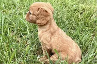 Alyssa, a female Cavalier King Charles Spaniel for sale in Sturgis, MI – 6 of 10