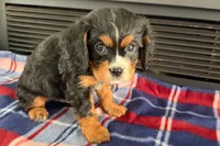 Major, a male Cavalier King Charles Spaniel for sale in Sturgis, MI – 8 of 10