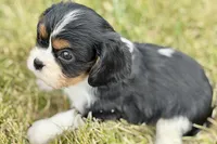 Iris , a female Cavalier King Charles Spaniel for sale in Sturgis, MI – 4 of 9