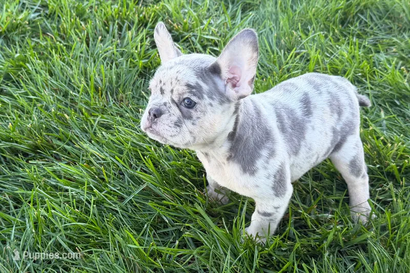 Jelly  – Frenchton puppy for sale in Sturgis, MI