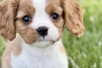 Rusty, a male Cavalier King Charles Spaniel for sale in Sturgis, MI – 3 of 9