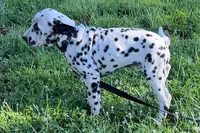 Lamar, a male Dalmatian for sale in Sturgis, MI – 2 of 9