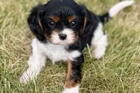 Isaac, a male Cavalier King Charles Spaniel for sale in Sturgis, MI – 5 of 10