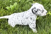 Levi, a male Dalmatian for sale in Sturgis, MI – 2 of 8