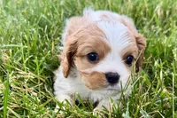 Huggie, a female Cavalier King Charles Spaniel for sale in Sturgis, MI – 2 of 9