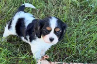 Emma, a female Cavalier King Charles Spaniel for sale in Sturgis, MI – 4 of 9