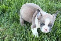 Job, a male Frenchton for sale in Sturgis, MI – 4 of 10
